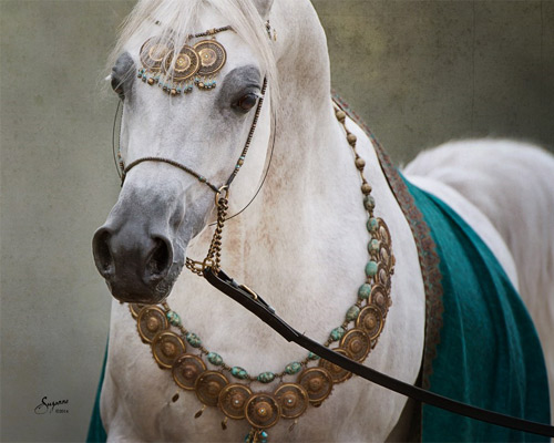 Kamal Ibn Adeed ( Al Adeed Al Shaqab x NF Bint Sajha )